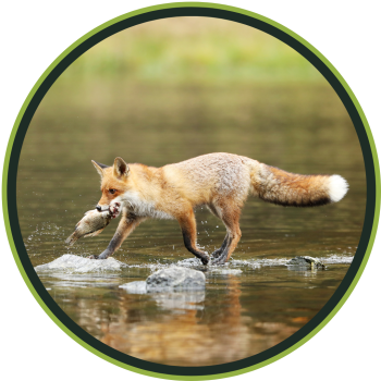 bam_product_hatcher_page_round_frame_fox_with_fish
