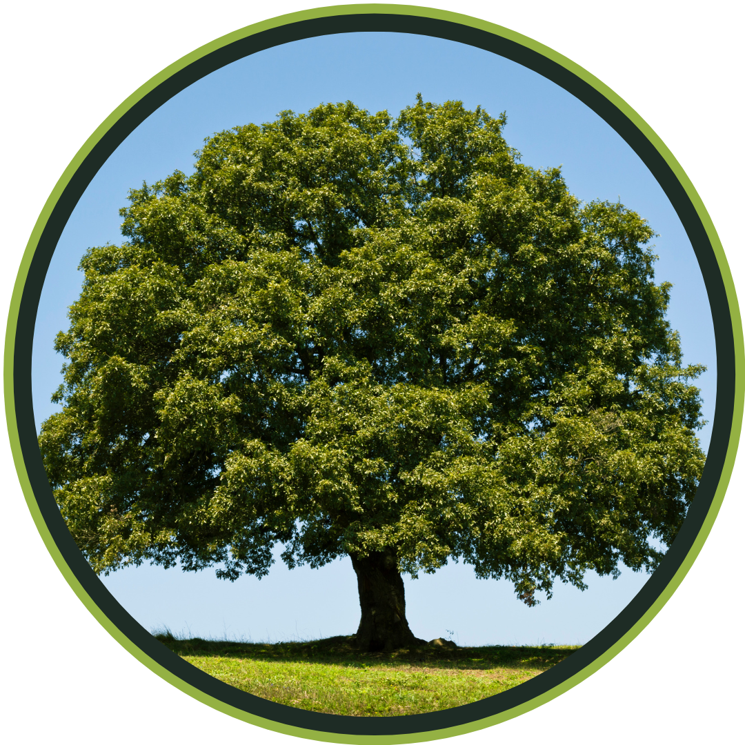 oak-tree