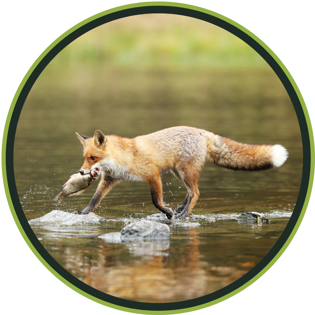 bam_product_hatcher_page_round_frame_fox_with_fish